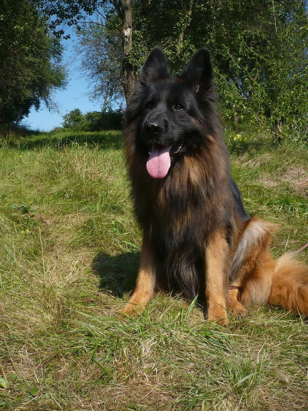 Owczarek Niemiecki Owczarki Niemieckie