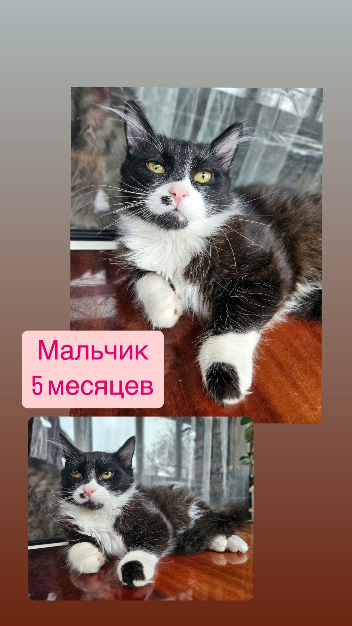 Большой выбор котят