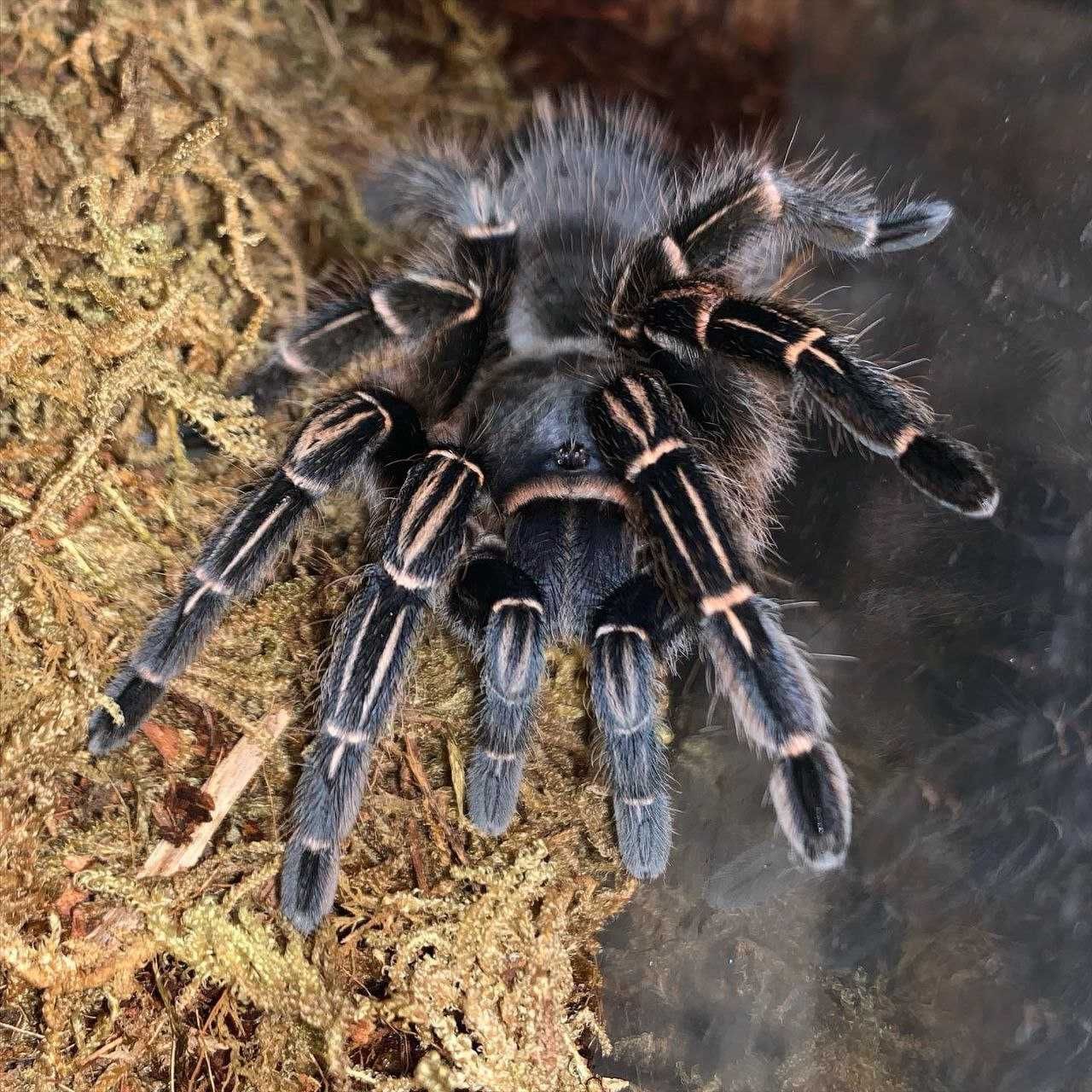 Aphonopelma seemanni самка паука птицееда для новичков