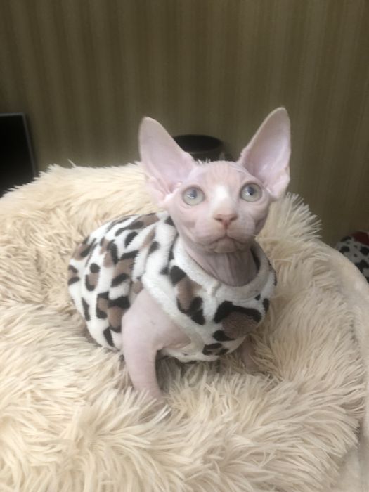 Шикарная красотка