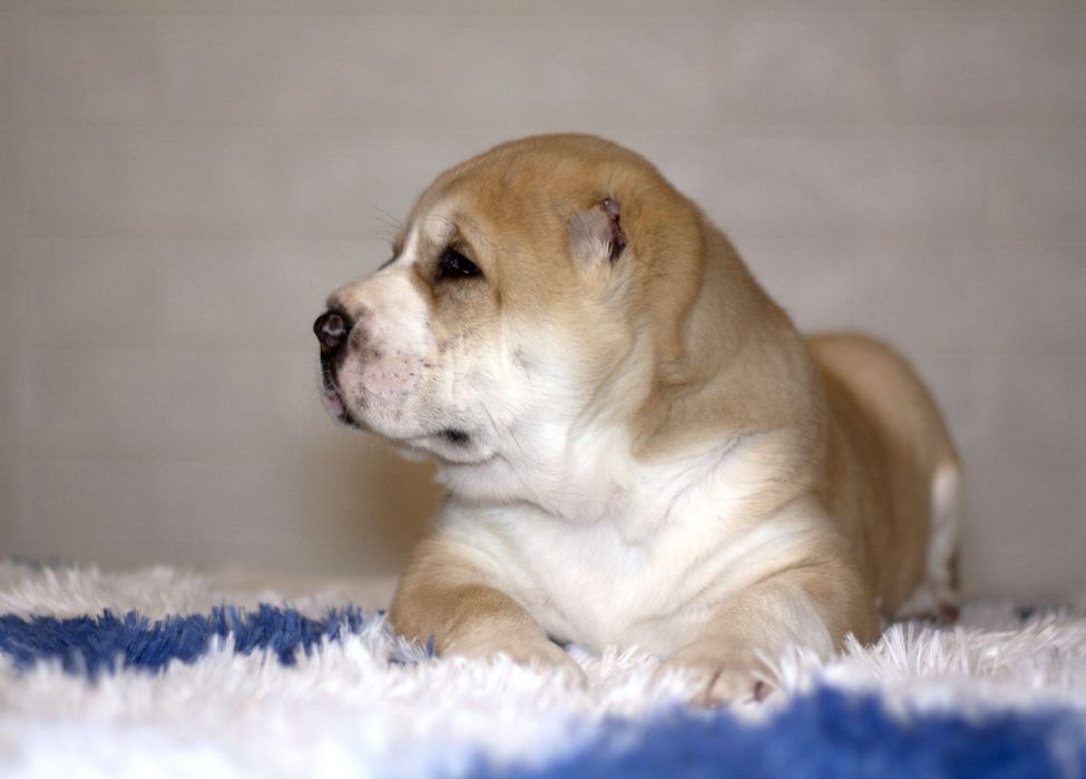 Красотка девочка САО ,Алабай