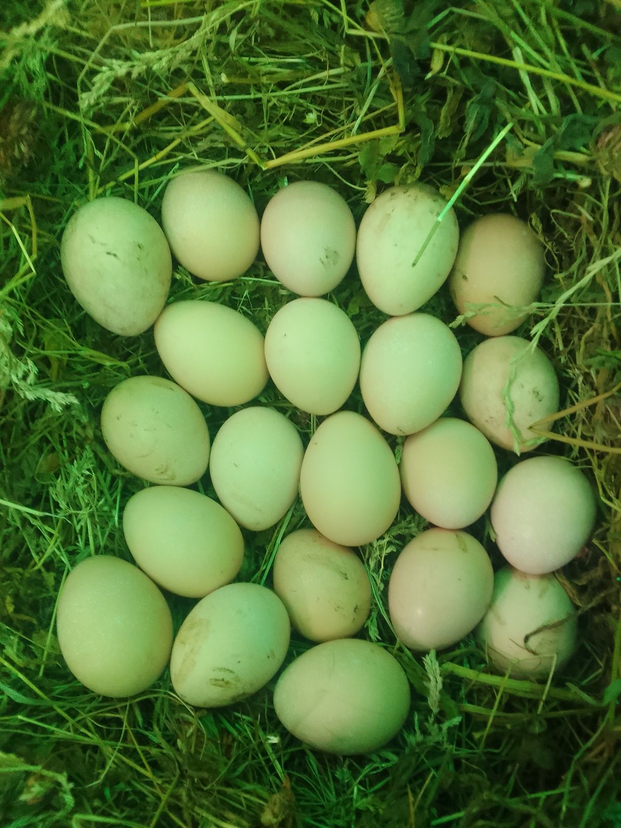 Продам інкубаційні яйця срібного фазана