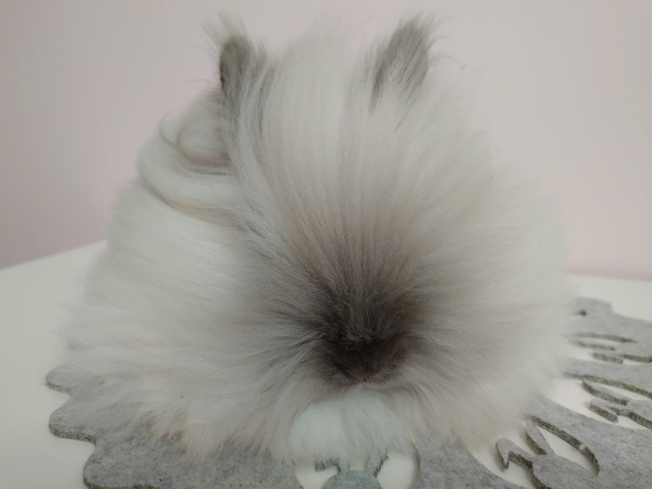 Króliki Karzełki Teddy