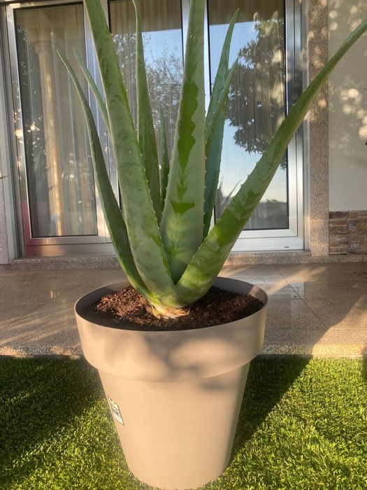 Aloé Vera Medicinal