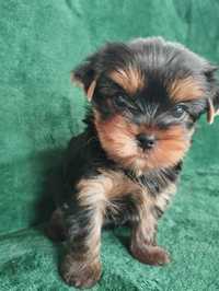 Piesek Yorkshire terrier po GRAND CHAMPIONIE  ZKwP/FCI