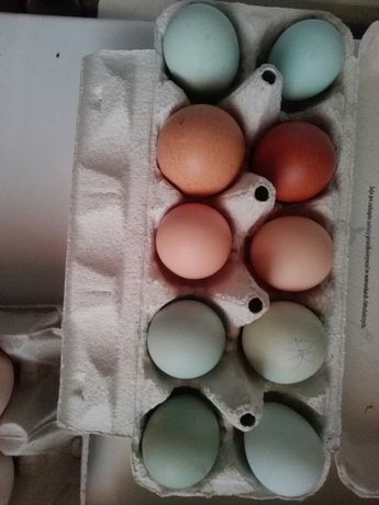 Jaja lęgowe różnych ras  czystorasowe