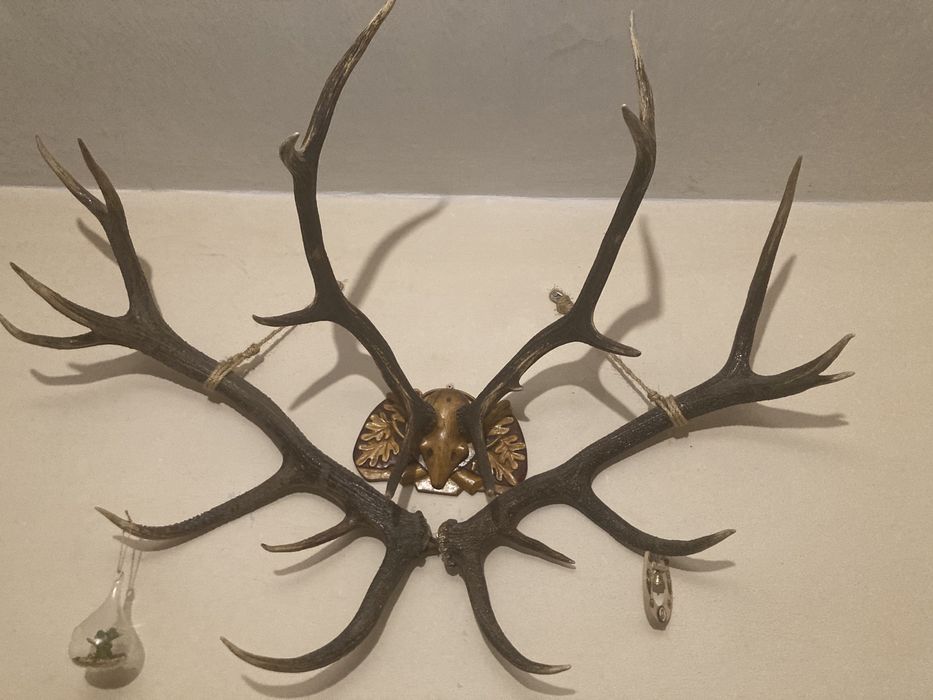 Продаються роги карпатського оленя та косулі