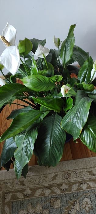 Skrzydło kwiat duży