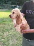 Cocker spaniel angielski