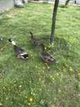 Macho pato rouen