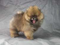 Szpic miniaturowy #POMERANIAN#