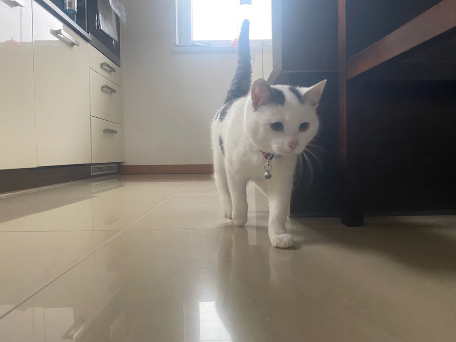 Oddam w dobre ręce małą kotkę