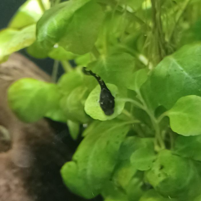 Glonojady albinosy