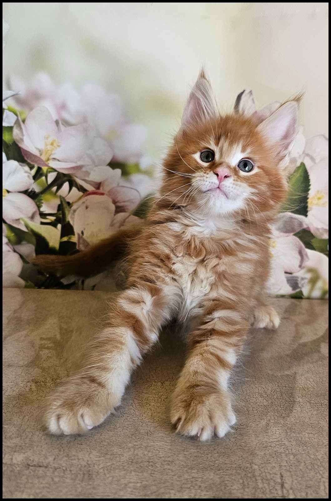 Kocurek Maine Coon Noyan