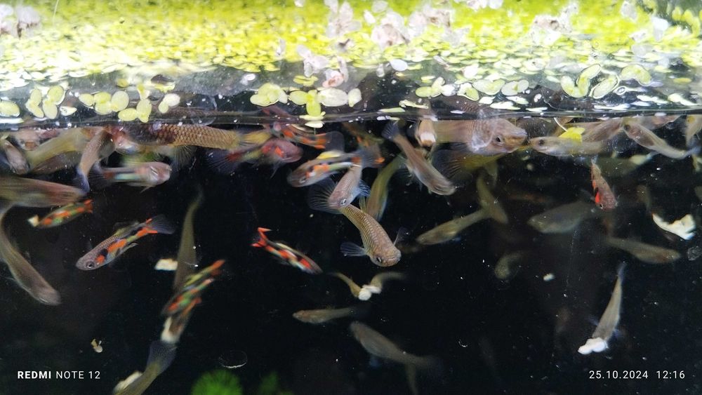 Gupiki Endlera Campona 9 Harem 1+3