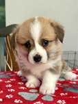 Suczka wesh corgi pembroke