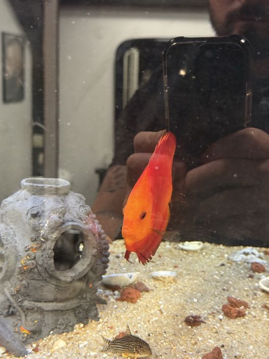 3 Discus entre 13 e 16 cm conjuntos 110€