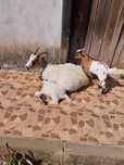 Cabras anãs criados em liberdade