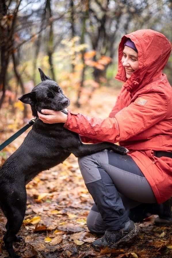 Średniej wielkości suczka w typie buldoga francuskiego. Kochana psina.