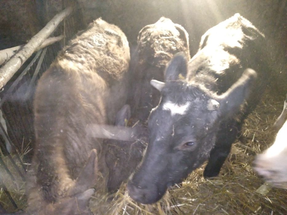 Jałóweczki roczne z własnej hodowli