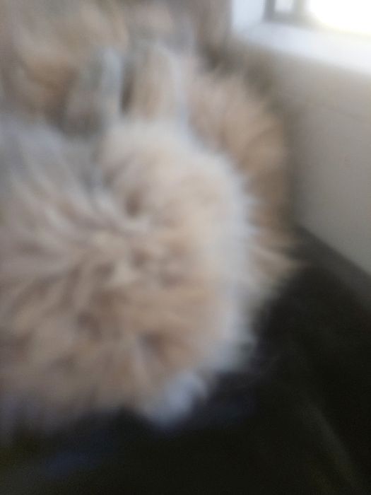 Karzełek teddy królik miniaturka