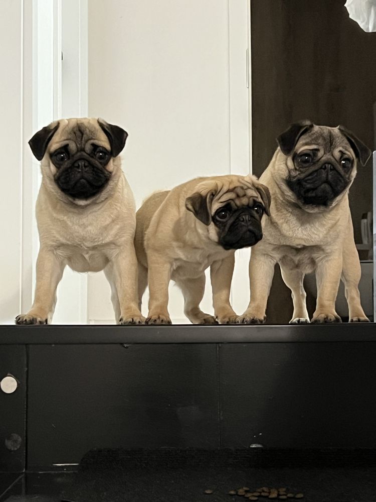 Mops Szczenie ZKwP FCI rodowod