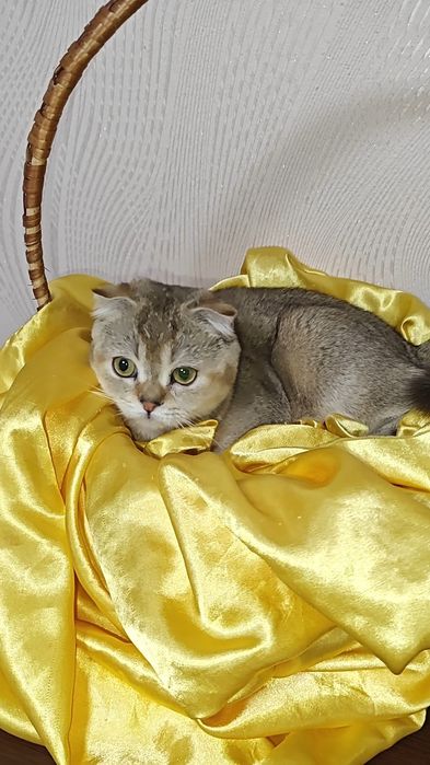 Чистокровна висловуха дівчинка від золотої шиншили