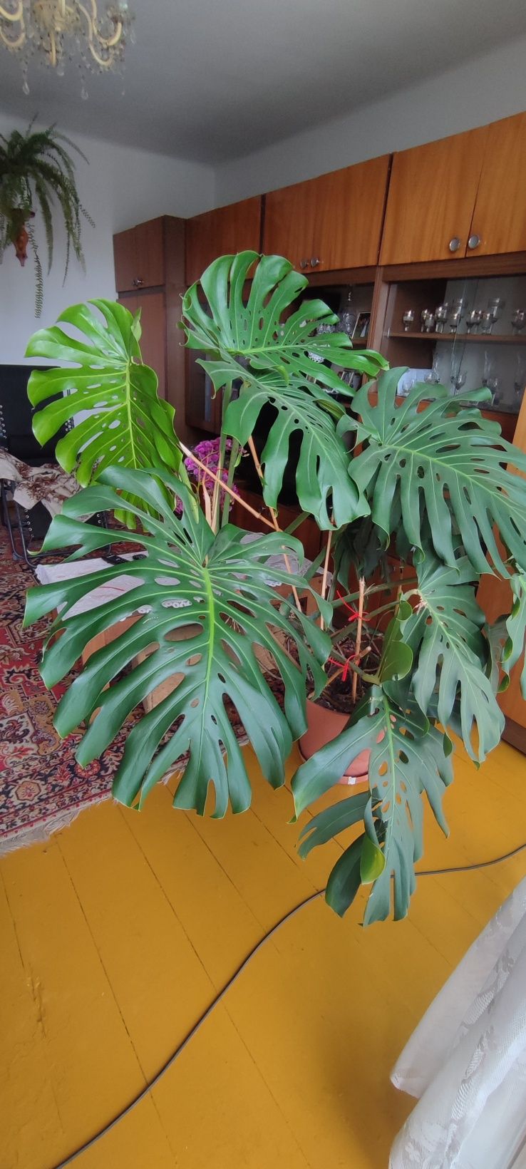 Monstera Dziurawa