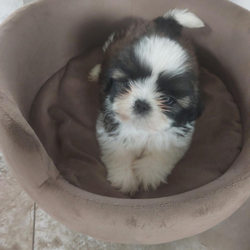 Sliczne shih tzu z rodowodem