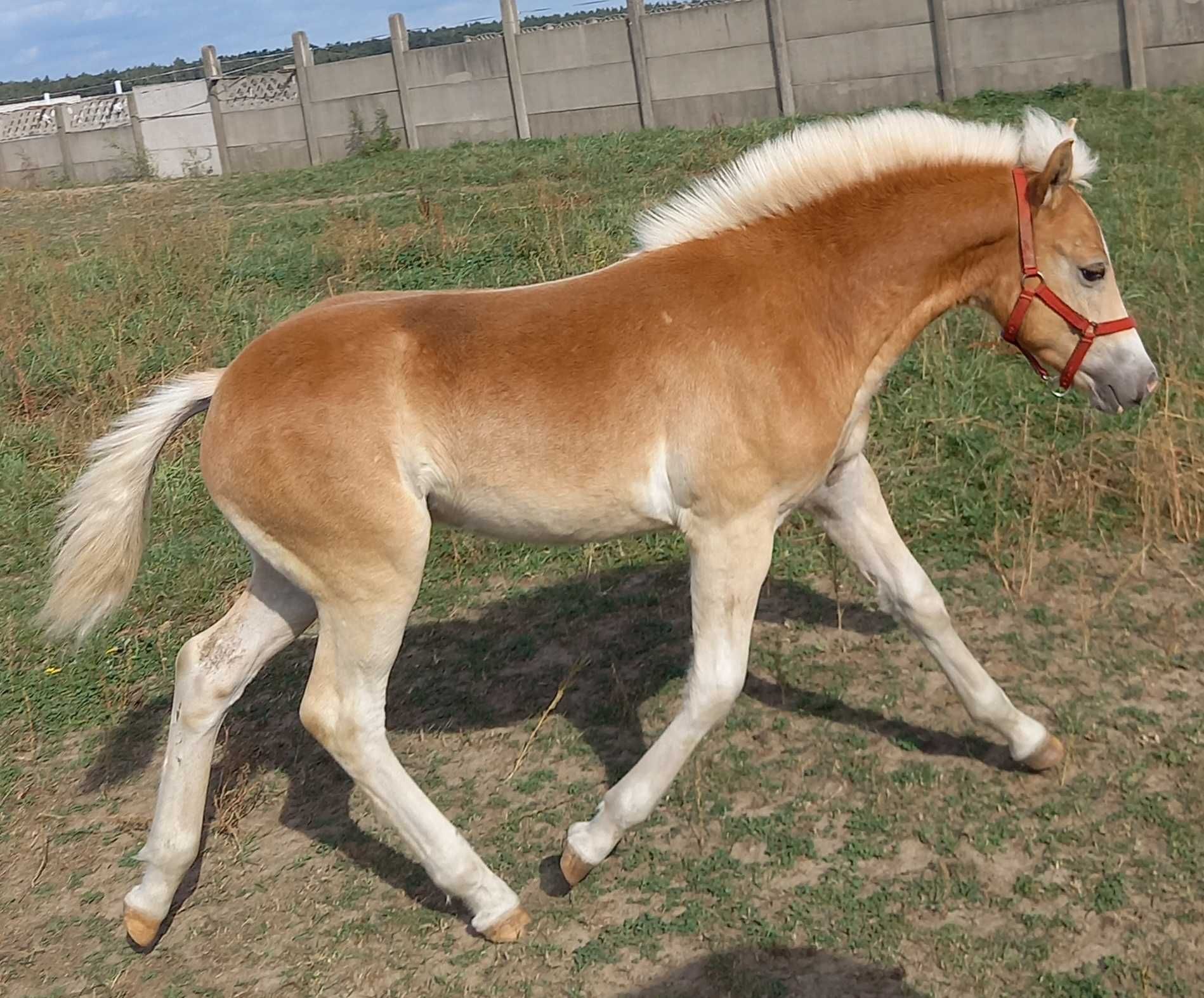 Ogier haflinger ogierek Bentley