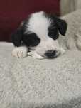 Szczeniaki Border Collie