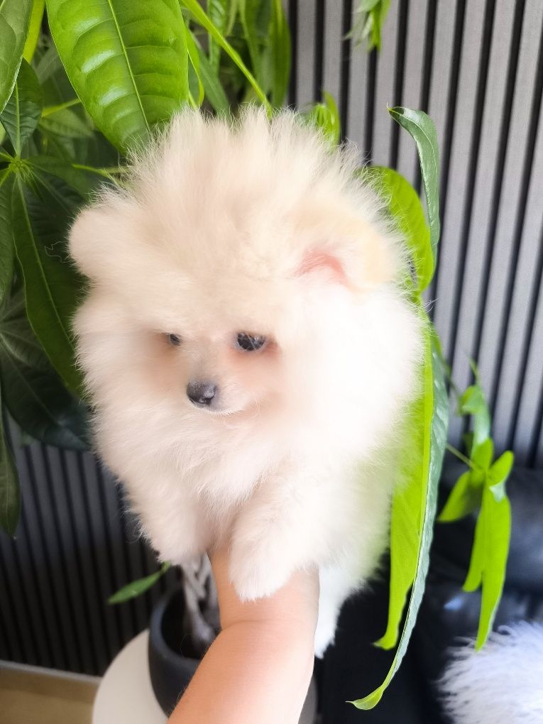 Spitz Anão/ Lulu da Pomerânia  Mini.
