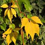 Winobluszcz pięciolistkowy Żółty (Parthenocissus quinquefolia) 2L