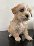Maltipoo słodziak