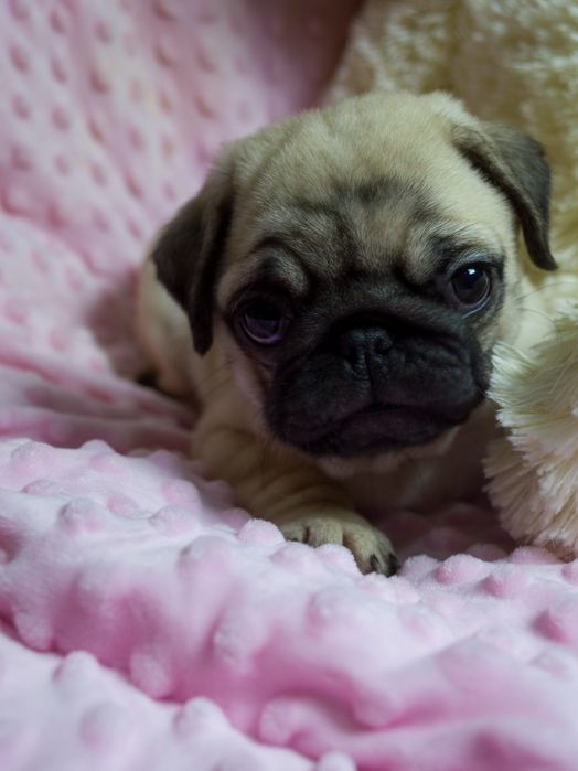 Чудо Веселі Мопсики