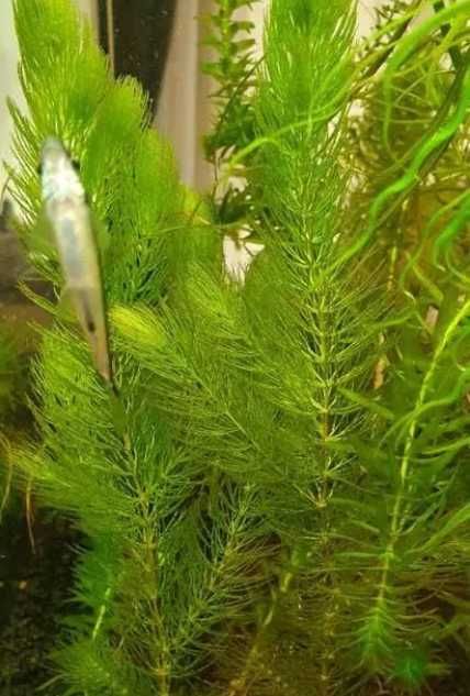 Rogatek - idealne schronienia dla narybku.