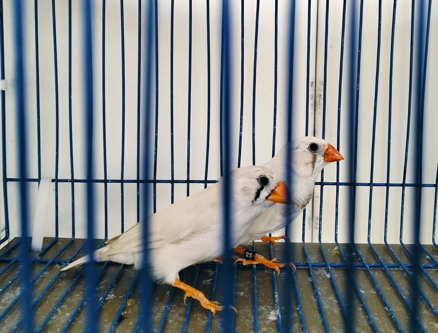 Casais Diamantes Mandarins