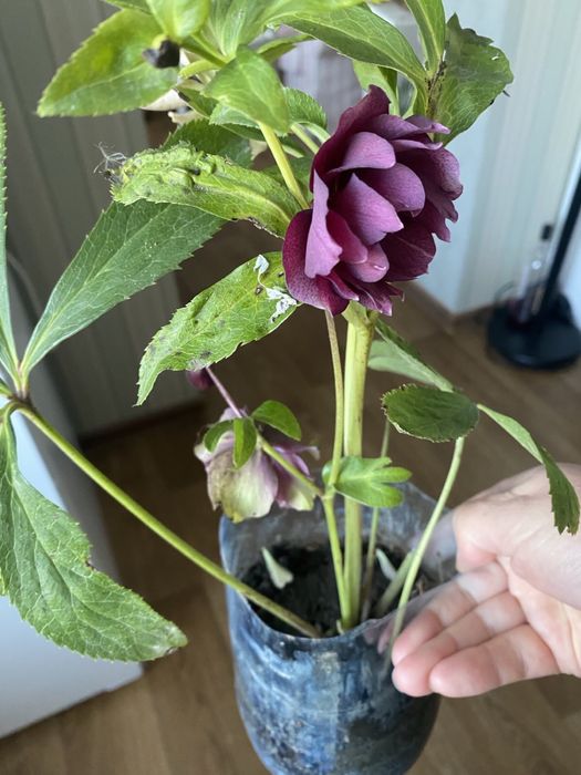 Морозники весняні багаторічні