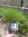 Sprzedam kostrzewę miotlastą (festuca scoparia) Teddy Bar