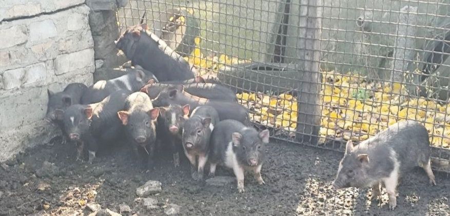 В'єтнамські поросята