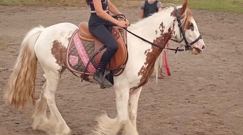 Sprzedam  klacz  rasy tinker