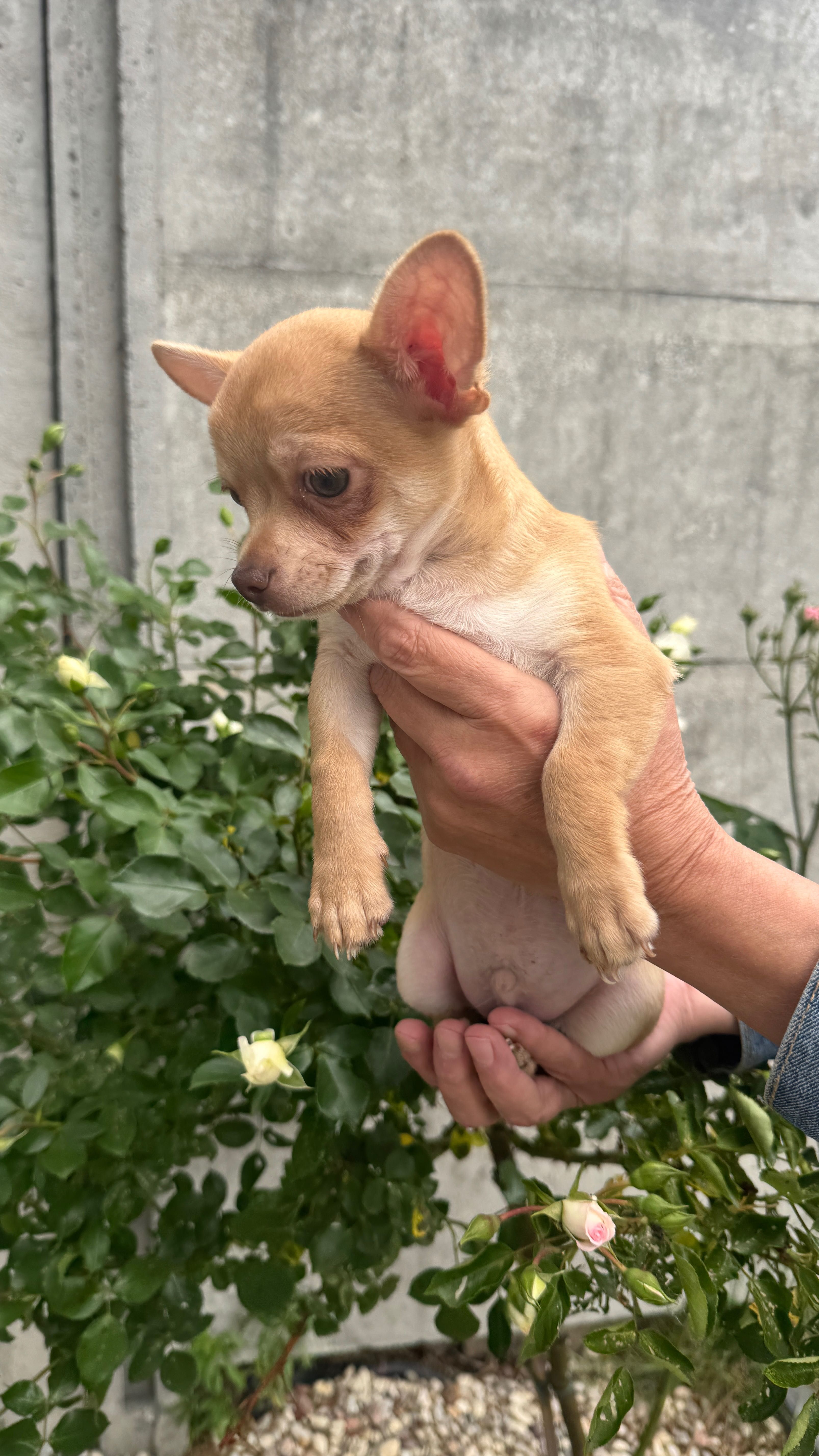 Piesek chihuahua red nos