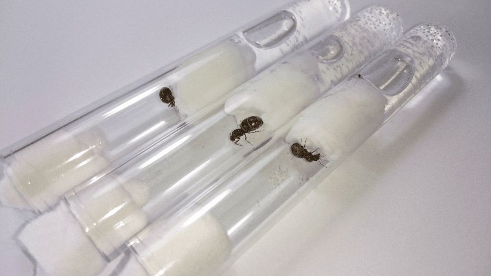 Królowe mrówek Lasius Niger- Hurtnica Pospolita