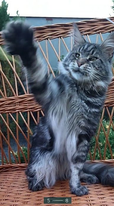 Котята Мейн кун из питомника