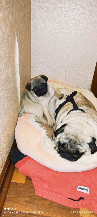 Ищем заботливую семью для девочки