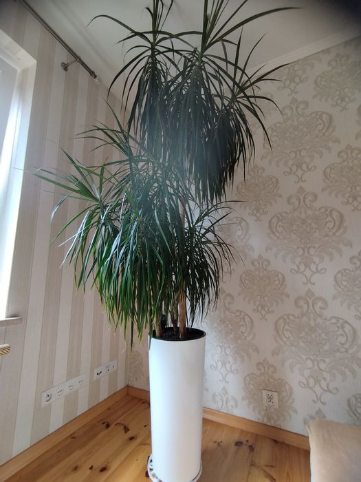 Dracena w doniczce