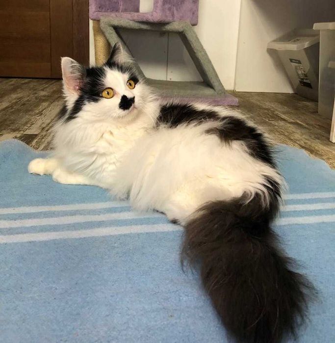 РОЗКІШНИЙ котик Матрос, лагідний, товариський муркотун!