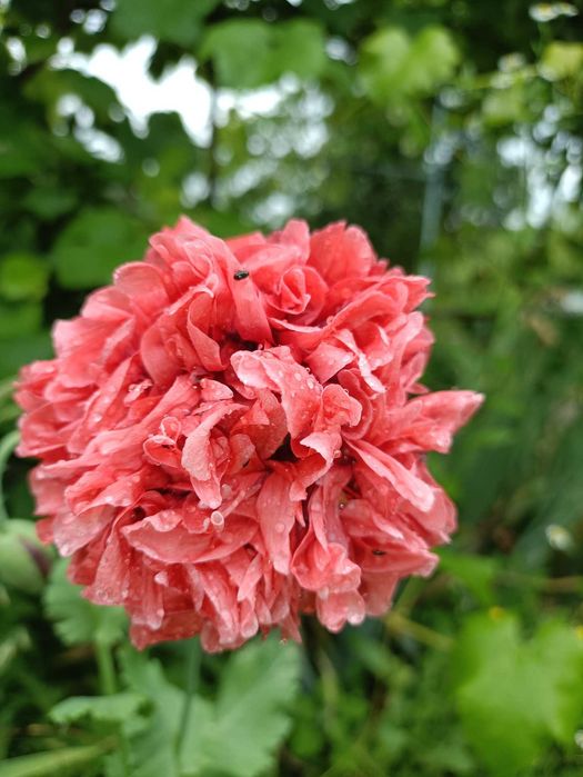 насіння садового маку піоновидного семена папавера асорті.