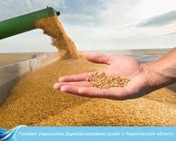 Продам пшеницю, зерно  2025 р.