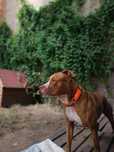 Gustaw do adopcji - STREFA TTB